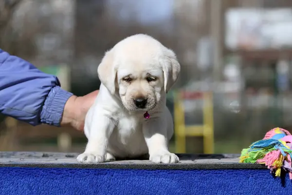 Mavi Arkaplan Portresindeki Sarı Labrador Köpek Yavrusu — Stok fotoğraf