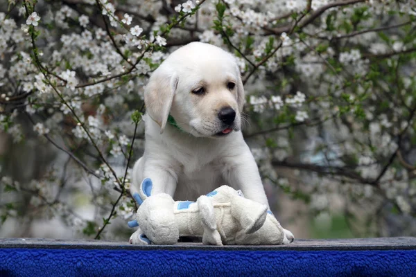 Pěkný Žlutý Labrador Štěně Modrém Pozadí Portrét — Stock fotografie