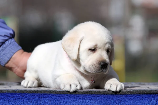 Mavi Arkaplan Portresindeki Sarı Labrador Köpek Yavrusu — Stok fotoğraf