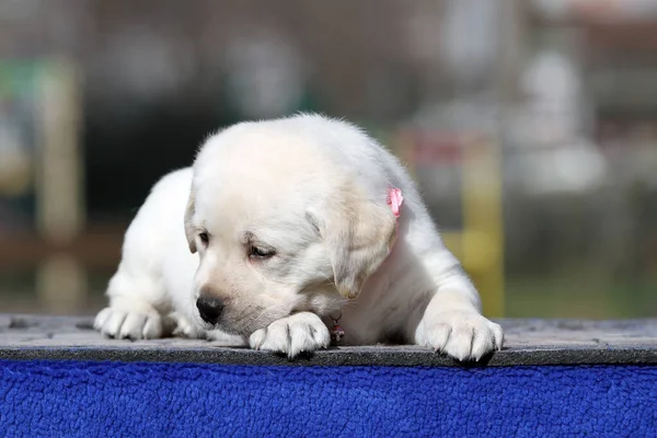 Mavi Arka Planda Sarı Bir Labrador Köpeği — Stok fotoğraf