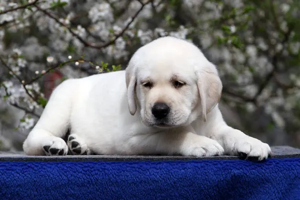 Sladké Krásné Žluté Labrador Štěně Modrém Pozadí Portrét — Stock fotografie