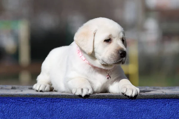 Mavi Arkaplan Portresindeki Sarı Labrador Köpek Yavrusu — Stok fotoğraf