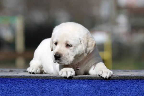 蓝色背景画像上的一只黄色拉布拉多犬 — 图库照片