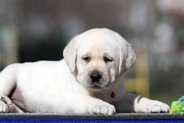 Mavi Arka Planda Şirin Sarı Labrador Bir Köpek Yavrusu — Stok fotoğraf