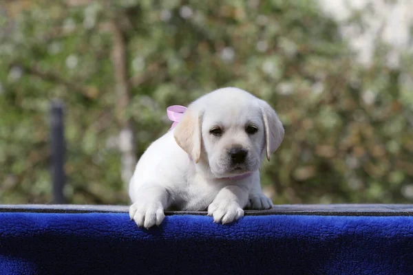 Mavi Arka Plan Portresindeki Tatlı Sarı Labrador Köpek Yavrusu — Stok fotoğraf