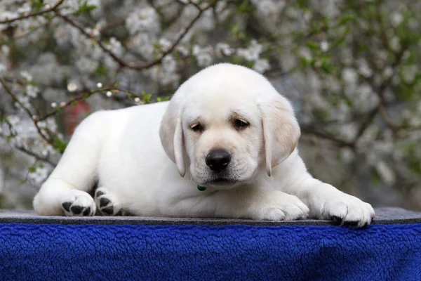 Mooie Gele Labrador Puppy Het Blauwe Achtergrond Portret — Stockfoto