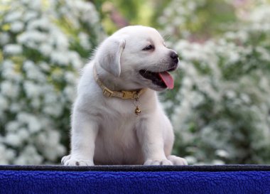 Mavi arka plandaki sarı labrador köpek yavrusu.