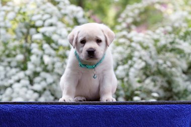Mavi arkaplan portresindeki şirin sarı labrador köpek yavrusu.