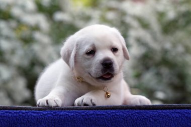 Mavi arka planda şirin sarı labrador bir köpek yavrusu.