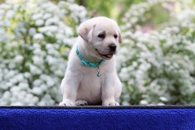 Mavi arka plan portresindeki tatlı sarı labrador köpek yavrusu.