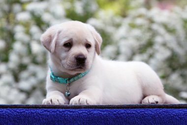 Yeşil arkaplan portresindeki sevimli, güzel sarı labrador köpek yavrusu.