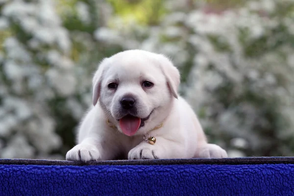 Fin Gul Labrador Valp Den Blå Bakgrunden Porträtt — Stockfoto