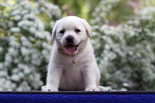 Mavi arkaplan portresindeki sarı labrador köpek yavrusu