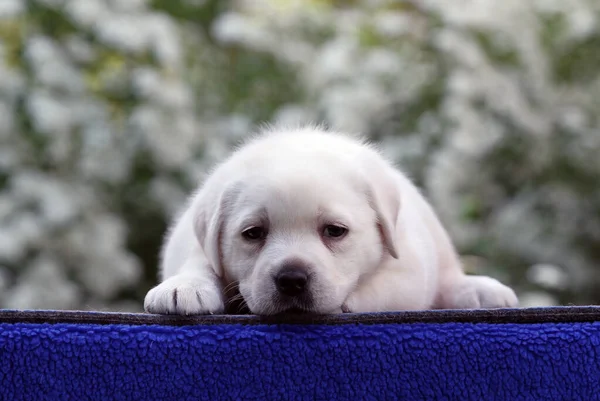 Bonito Cachorro Labrador Amarillo Sobre Retrato Fondo Azul — Foto de Stock