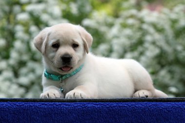 Mavi arka plandaki sarı labrador köpek yavrusu.