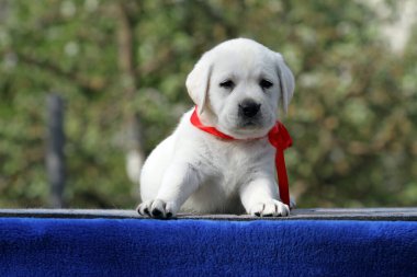 Mavi arka planda sarı labrador köpek yavrusu.