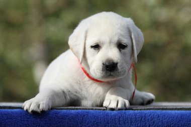 Mavi arkaplan portresindeki şirin sarı labrador köpek yavrusu.