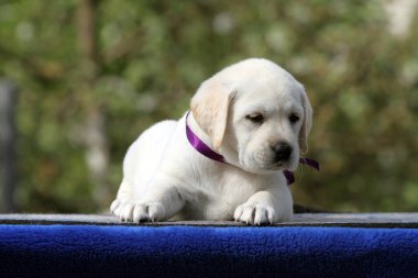 Yeşil arkaplan portresindeki sevimli, güzel sarı labrador köpek yavrusu.