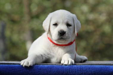 Mavi arka planda şirin sarı labrador bir köpek yavrusu.