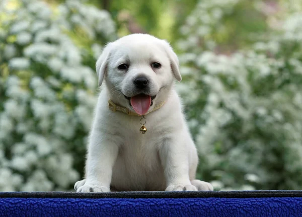 Žluté Labrador Štěně Modrém Pozadí Portrét — Stock fotografie