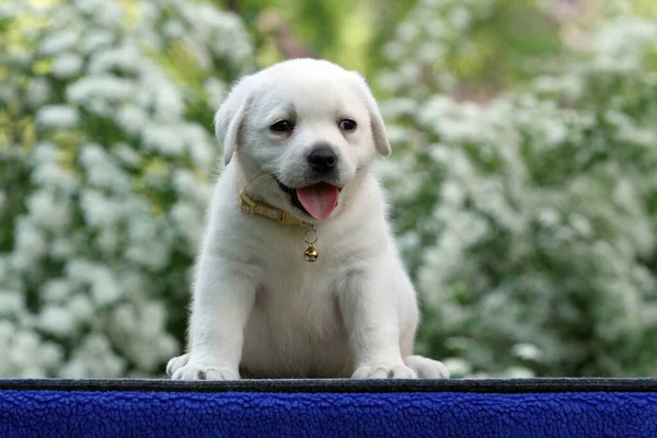 Mavi Arka Planda Sarı Bir Labrador Köpeği — Stok fotoğraf