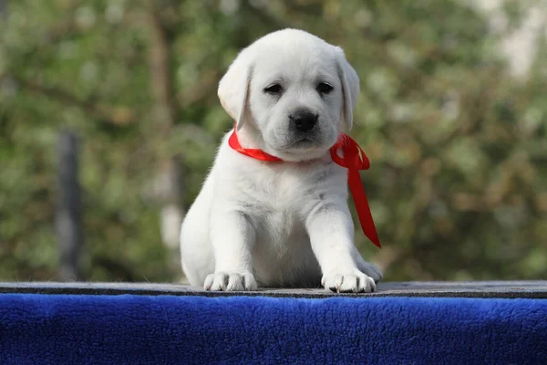 Der Hübsche Gelbe Labrador Welpe Auf Blauem Hintergrund — Stockfoto