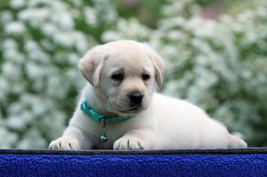 Mavi arkaplan portresindeki sarı labrador köpek yavrusu.