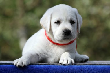 Mavi arka plandaki sarı labrador köpek yavrusu.
