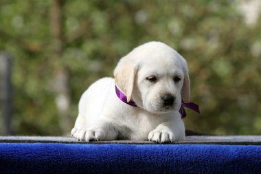 Mavi arka planda sarı labrador köpek yavrusu.