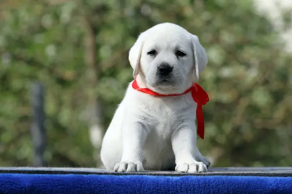 Mavi Arka Planda Sarı Bir Labrador Köpeği — Stok fotoğraf