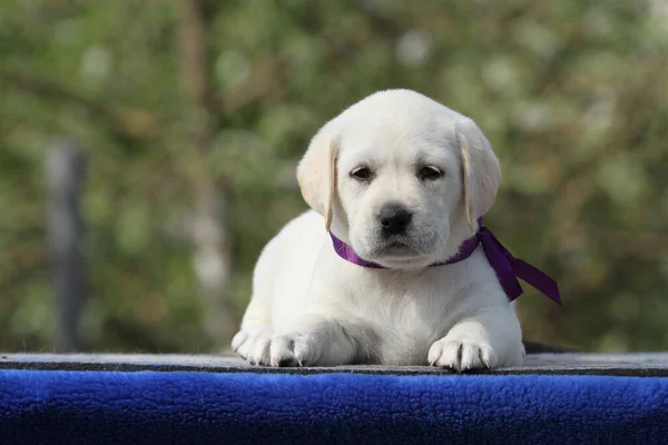 Mavi Arka Plan Portresindeki Sarı Labrador Köpek Yavrusu — Stok fotoğraf