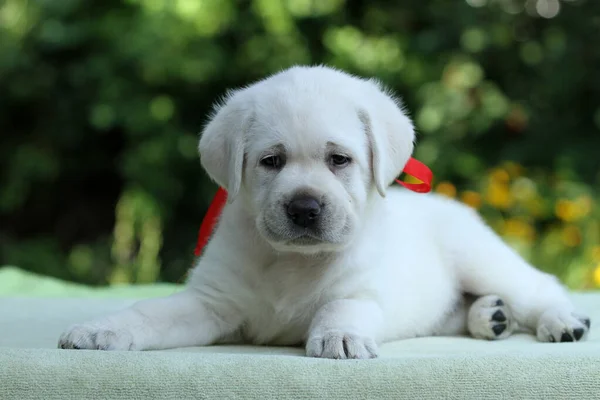 Édes Szép Sárga Labrador Kiskutya Kék Háttér Portré — Stock Fotó