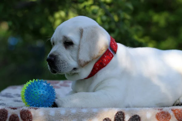 Lindo Doce Agradável Amarelo Labrador Filhote Fundo Verde Retrato — Fotografia de Stock