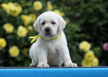 Mavi arka planda sarı bir labrador köpeği.