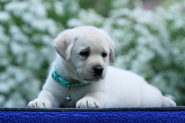 Mavi arka plandaki sarı labrador köpek yavrusu.