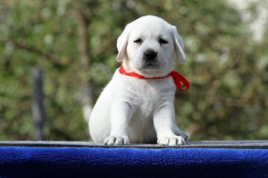 Mavi arka planda sarı labrador köpek yavrusu.