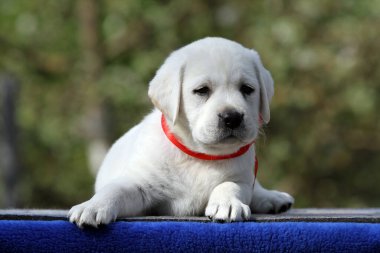 Mavi arka plan portresindeki sarı labrador köpek yavrusu.