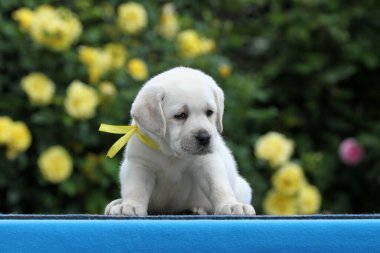Mavi arkaplan portresindeki şirin sarı labrador köpek yavrusu.