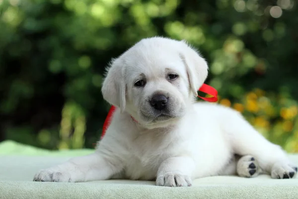 Cachorro Labrador Amarelo Retrato Fundo Azul — Fotografia de Stock