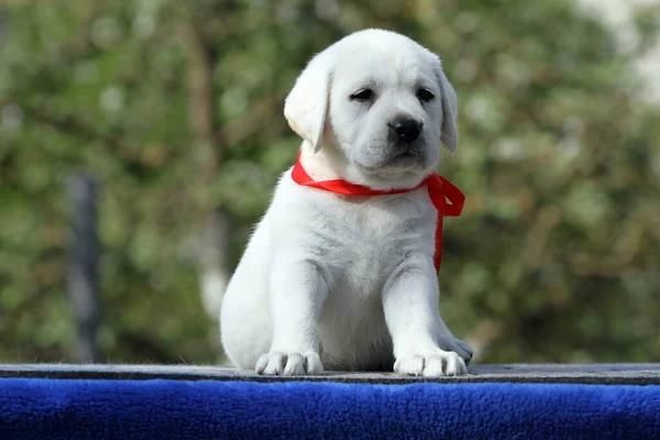 Bonito Perrito Labrador Amarillo Sobre Retrato Fondo Azul — Foto de Stock