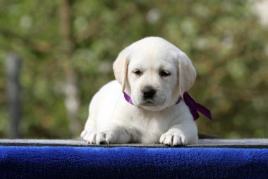 Mavi arka plandaki sarı labrador köpek yavrusu.