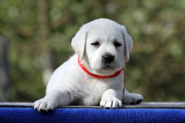 Mavi arkaplan portresindeki sarı labrador köpek yavrusu.