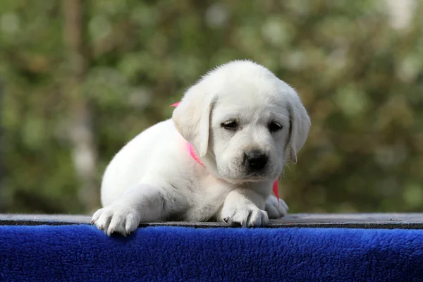 Mavi arka planda sarı bir labrador köpeği.