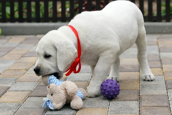 素敵な黄色のラブラドールの子犬の夏の終わりの肖像画 — ストック写真