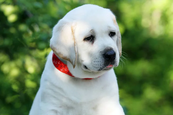 可爱的可爱可爱的黄色拉布拉多小狗在绿色的背景画像上 — 图库照片