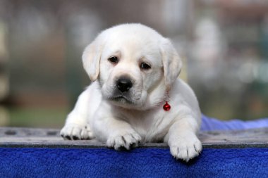 Yazın sarı labrador köpeğinin portresi.