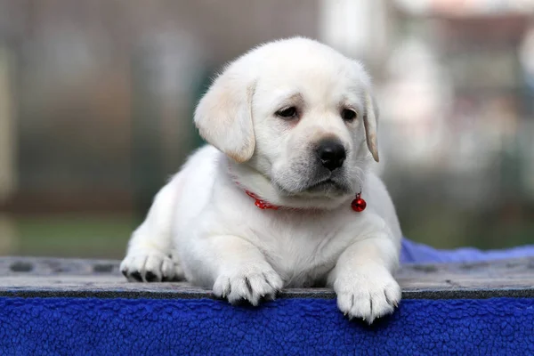 Yazın Sarı Labrador Köpeğinin Portresi — Stok fotoğraf