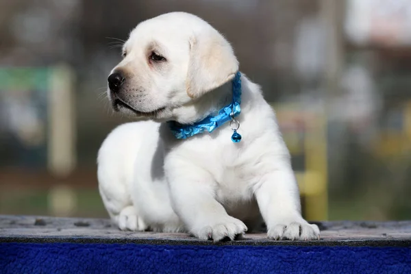 Yazın Şirin Sarı Labrador Köpeği Yakından Bir Portre — Stok fotoğraf