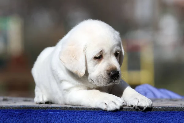Yazın Güzel Sarı Labrador Köpeğinin Portresi — Stok fotoğraf