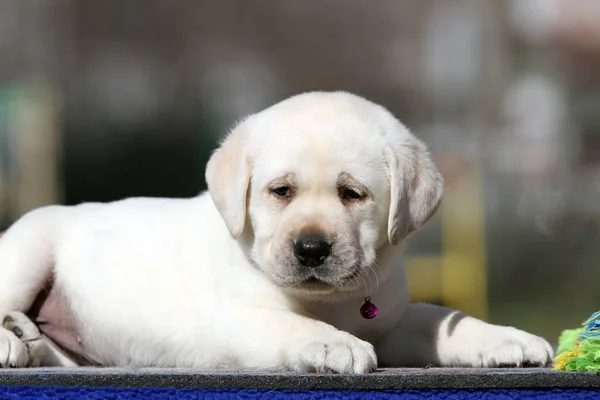 Egy Szép Sárga Labrador Kiskutya Nyáron Közelkép Portré — Stock Fotó